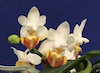 Phalaenopsis lobbii 'Natural World' x self